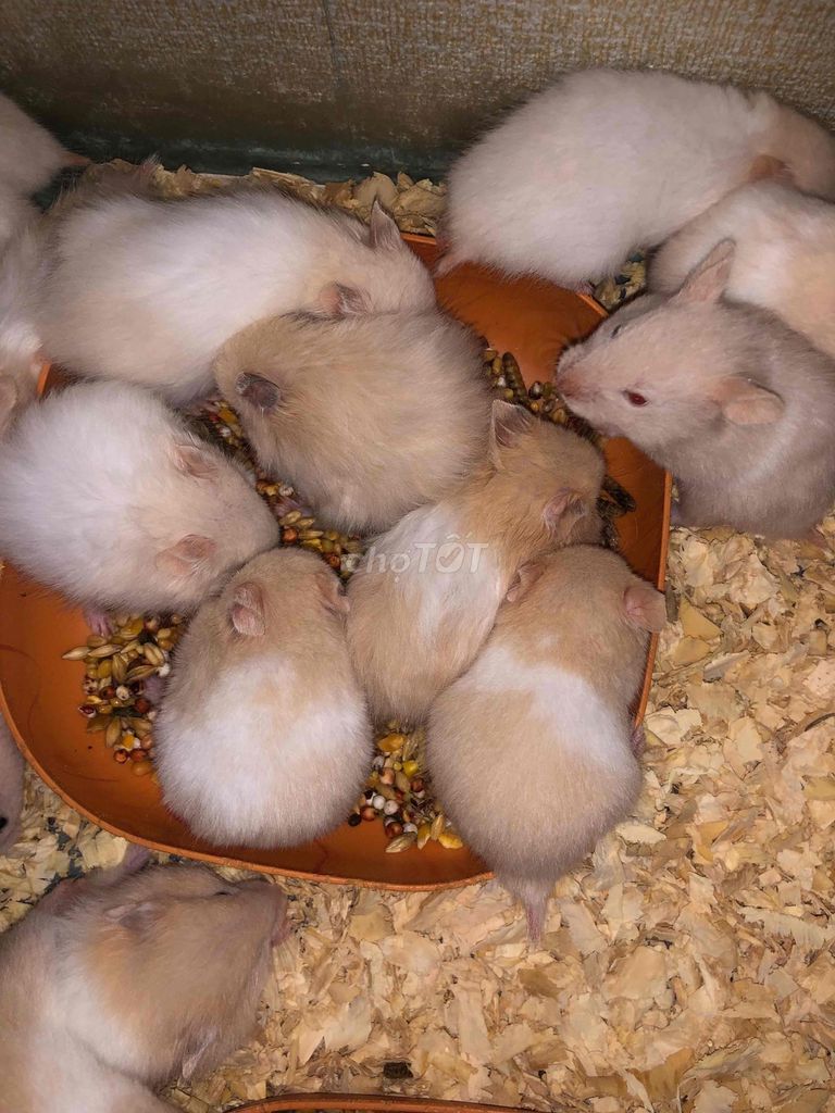 Chuột Hamster Bear Mơ babii 3 tuần tuổi. Mua bán Thú cưng khác tại Quận Bình Tân Tp Hồ Chí Minh được đăng bởi Ở trọ bày đặt bán chụtt hình 1