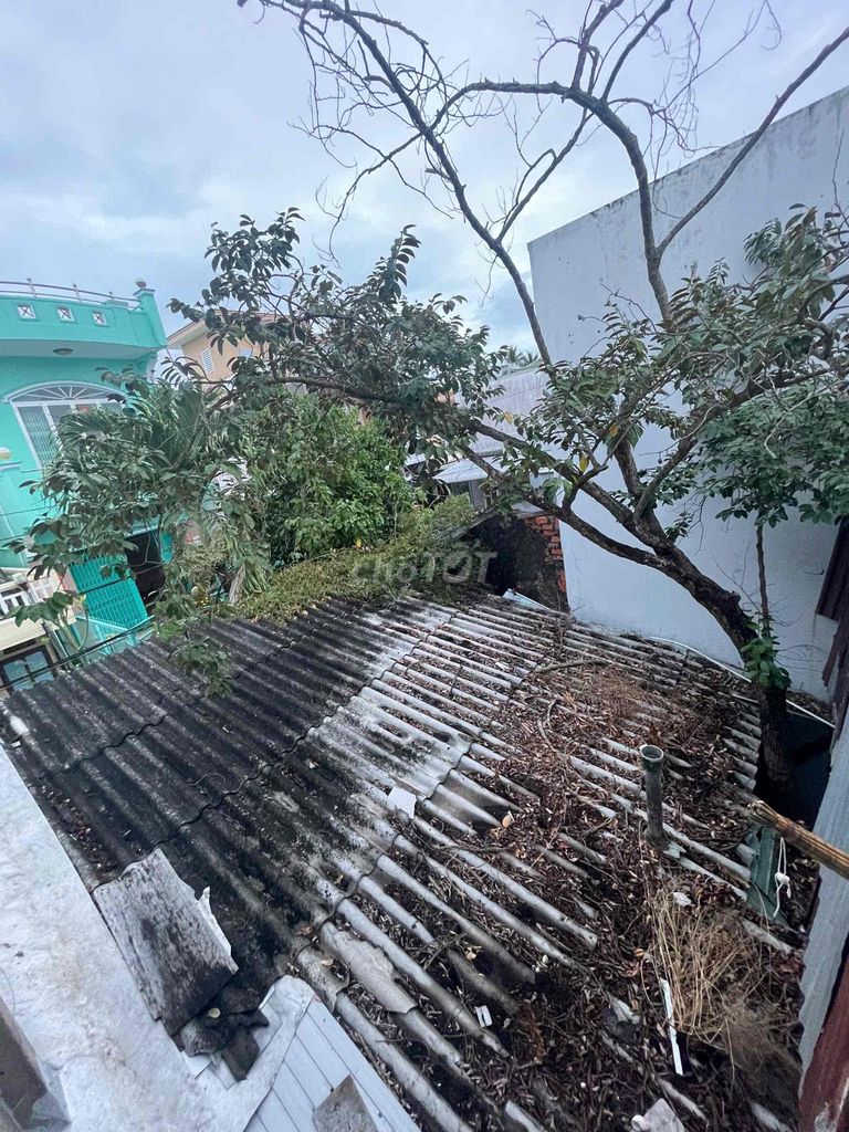 Cây vú sữa đang ra trái. Mua bán Cây cảnh, đồ trang trí tại Thành phố Bạc Liêu Bạc Liêu được đăng bởi Phú hình 1