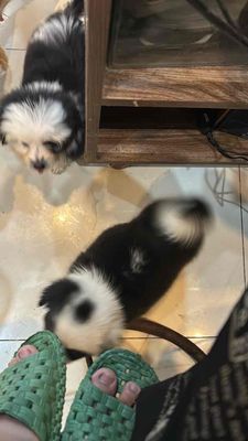 Chó Corgi Đen trắng chưa dựng tai. Mua bán Chó tại Quận Hải Châu Đà Nẵng được đăng bởi Dung