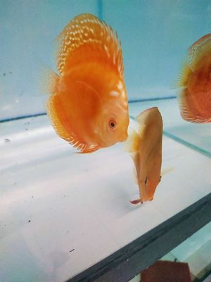 Cá dĩa malboro vàng I cá đĩa malboro đỏ