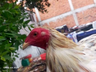 Cuban thanh lý. Mua bán Gà tại Quận Bình Thạnh Tp Hồ Chí Minh được đăng bởi Phong