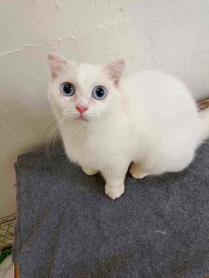 Bé mèo chân ngắn , mắt xanh da tròi , tai cụp. Mua bán Mèo tại Quận Hai Bà Trưng Hà Nội được đăng bởi Ngọc 