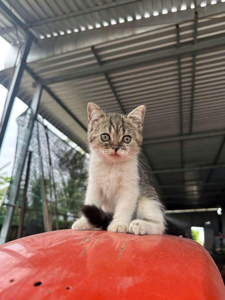 Mèo Anh Lông Ngắn Tappy. Mua bán Mèo tại Thành phố Sa Đéc Đồng Tháp được đăng bởi Penta Store hình 4