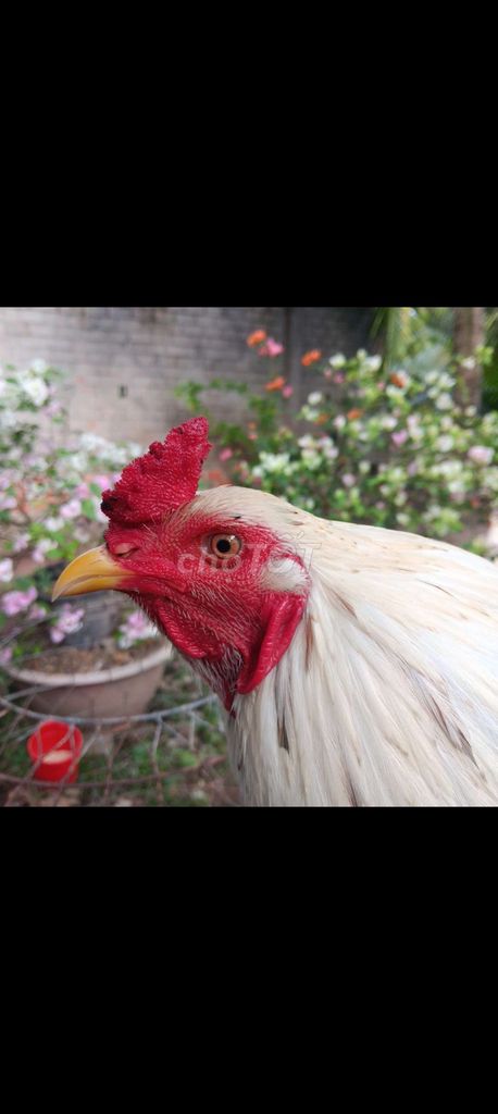 Gà bướm 2.8kg. Mua bán Gà tại Huyện Thạnh Phú Bến Tre được đăng bởi thành vinh hình 1