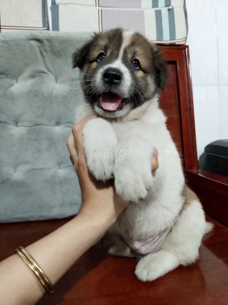 Bé trai corgi nhỏ nhắn xinh xắn