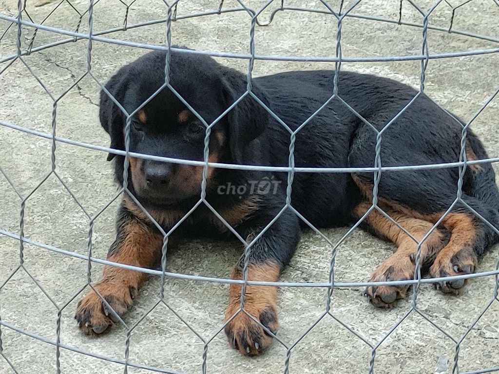 Rottweiler Làm Giống.Rottweiler. Mua bán Chó tại Thành phố Biên Hòa Đồng Nai được đăng bởi Nhân Rottweiler  hình 2