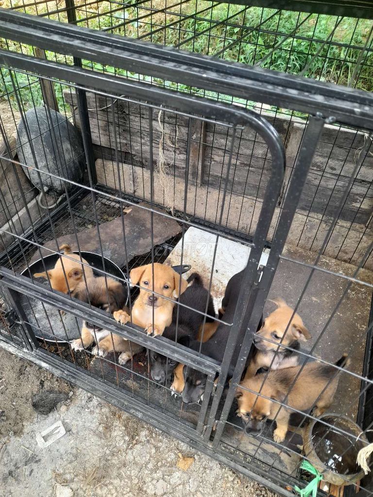 Chó cỏ phốc nhiều màu. Mua bán Chó tại Huyện Châu Thành Bến Tre được đăng bởi Chơi rõ nét hình 1