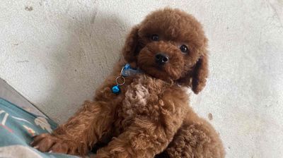 đã tiêm đầy đủ có sổ. Mua bán Chó tại Thị xã Quảng Trị Quảng Trị được đăng bởi hà gia bảo