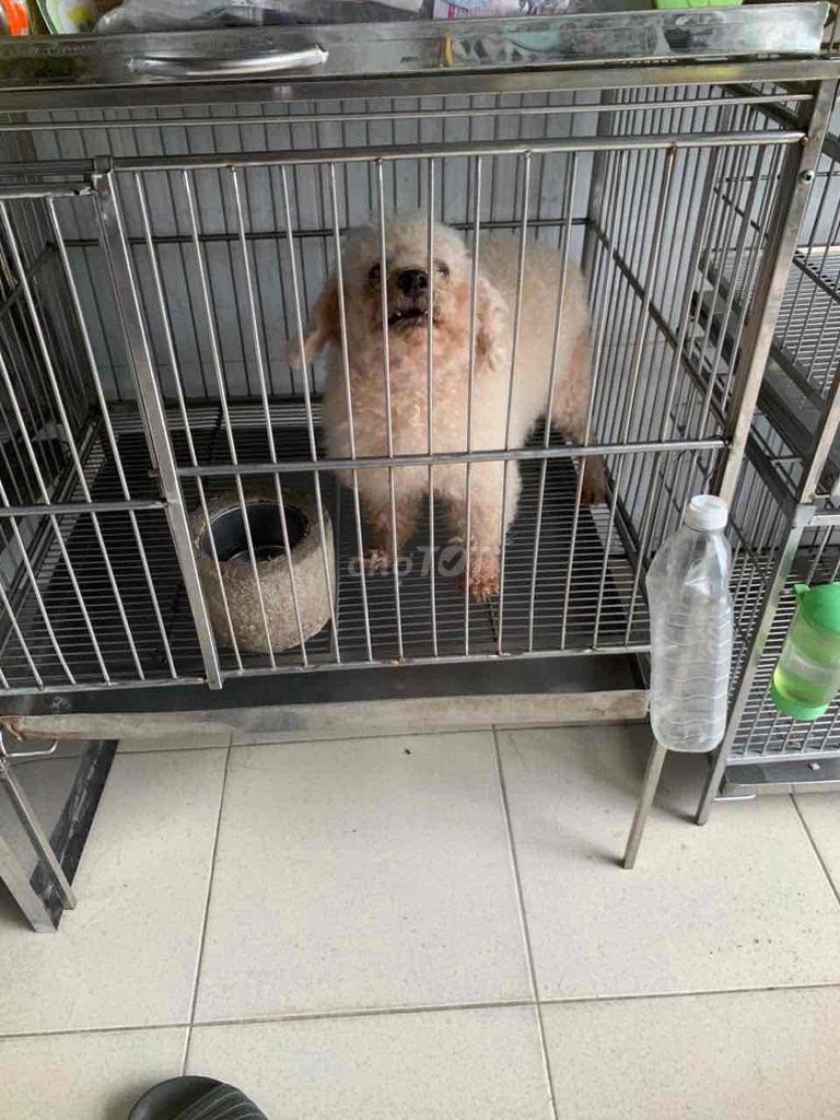 Bán mẹ 1tr700+phối 800+bầu 2triệu tổng 4triệu500. Mua bán Chó tại Quận 8 Tp Hồ Chí Minh được đăng bởi Cửa Hàng Thanh Lý Đồ Cũ Mới hình 3