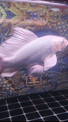 Cá chép phi tần cứu cáp phẩm tốt size 2x thanh lý. Mua bán Thú cưng khác tại Quận Gò Vấp Tp Hồ Chí Minh được đăng bởi Minh Triết