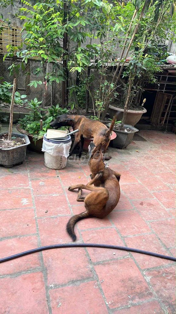 bán chó malinois 6 và 8 tháng giống cái. Mua bán Chó tại Huyện Đông Anh Hà Nội được đăng bởi ngô Tuấn hình 1