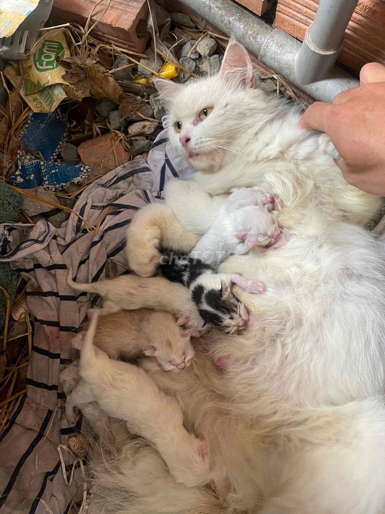 6 bé Anh lớn tặng hết mèo con. Mua bán Mèo tại Quận Gò Vấp Tp Hồ Chí Minh được đăng bởi Trần Hoàng Gia hình 1