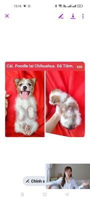 Chó Poodle lai Chihuahua  đã tiêm corgi becgie