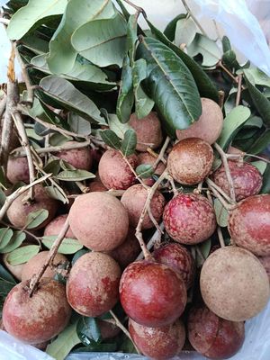 Nhãn Tím Trà Vinh. Mua bán Đồ ăn, thực phẩm và các loại khác tại Quận Gò Vấp Tp Hồ Chí Minh được đăng bởi Thanh Xuân