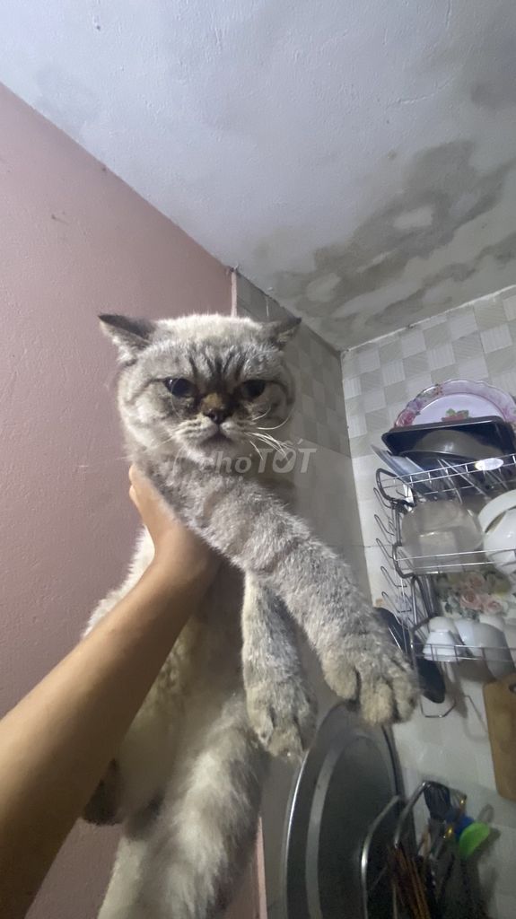 Mèo Anh lông ngắn Xám trắng. Mua bán Mèo tại Quận Tây Hồ Hà Nội được đăng bởi Tuấn Bùi hình 1