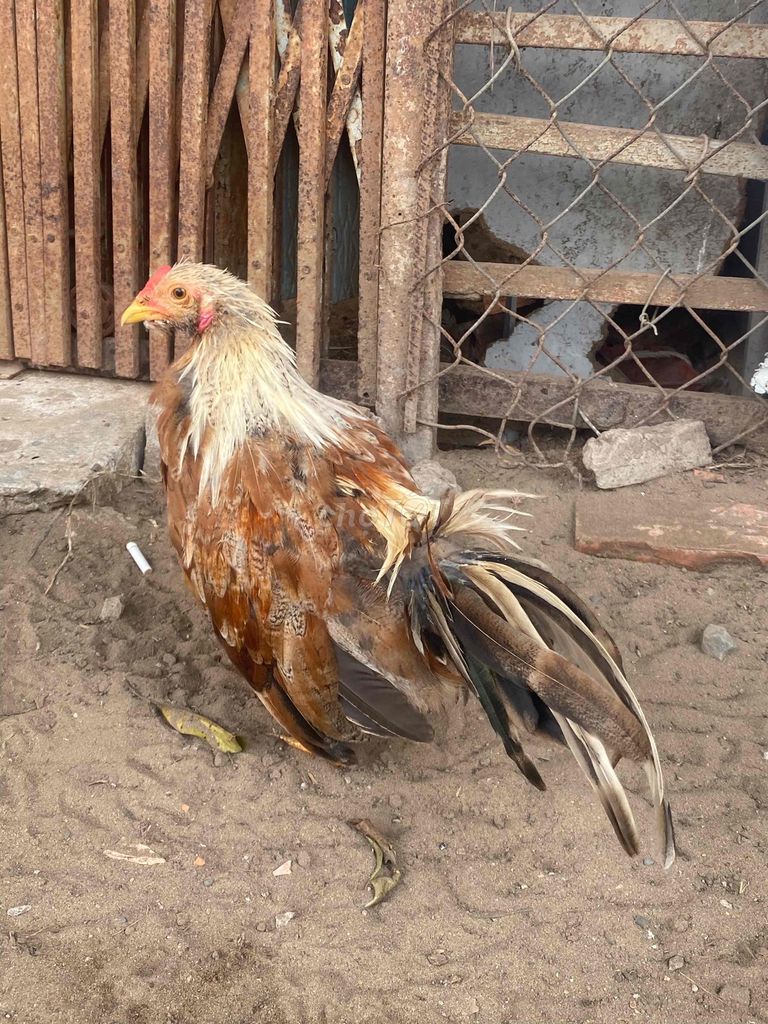 Gà trống 3 tháng tuổi. Mua bán Gà tại Thành phố Cao Lãnh Đồng Tháp được đăng bởi nguyễn huy bình hình 1