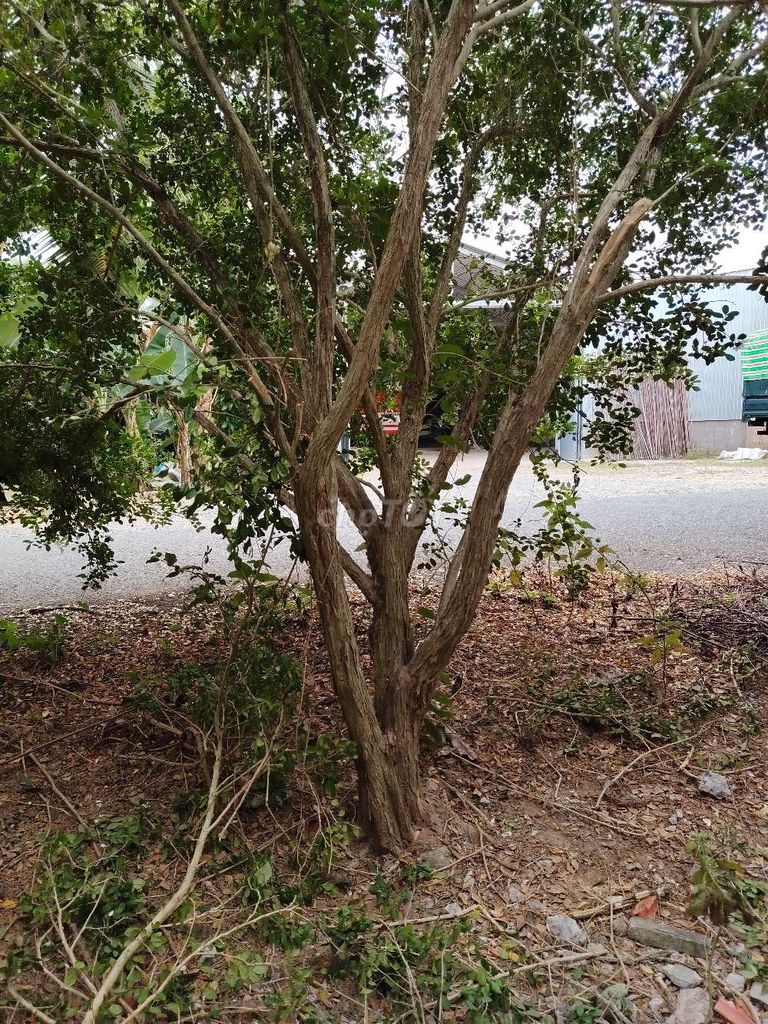 Cây cảnh Nguyệt quế 4m. Mua bán Cây cảnh, đồ trang trí tại Huyện Cầu Kè Trà Vinh được đăng bởi Nông trại Mây Farm Trà Vinh hình 1