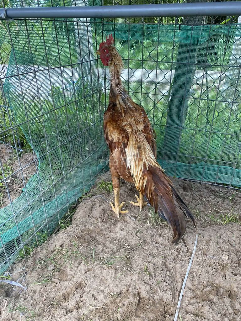 giá trên là 1 cặp nha ae tơ trạng lớn ký. Mua bán Gà tại Quận Ô Môn Cần Thơ được đăng bởi ga đá base hình 1