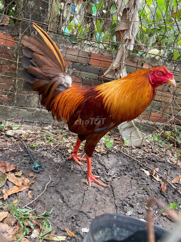 Gà Khét tơ 2kg. Mua bán Gà tại Huyện Châu Thành A Hậu Giang được đăng bởi Nguyễn Nghĩa hình 1