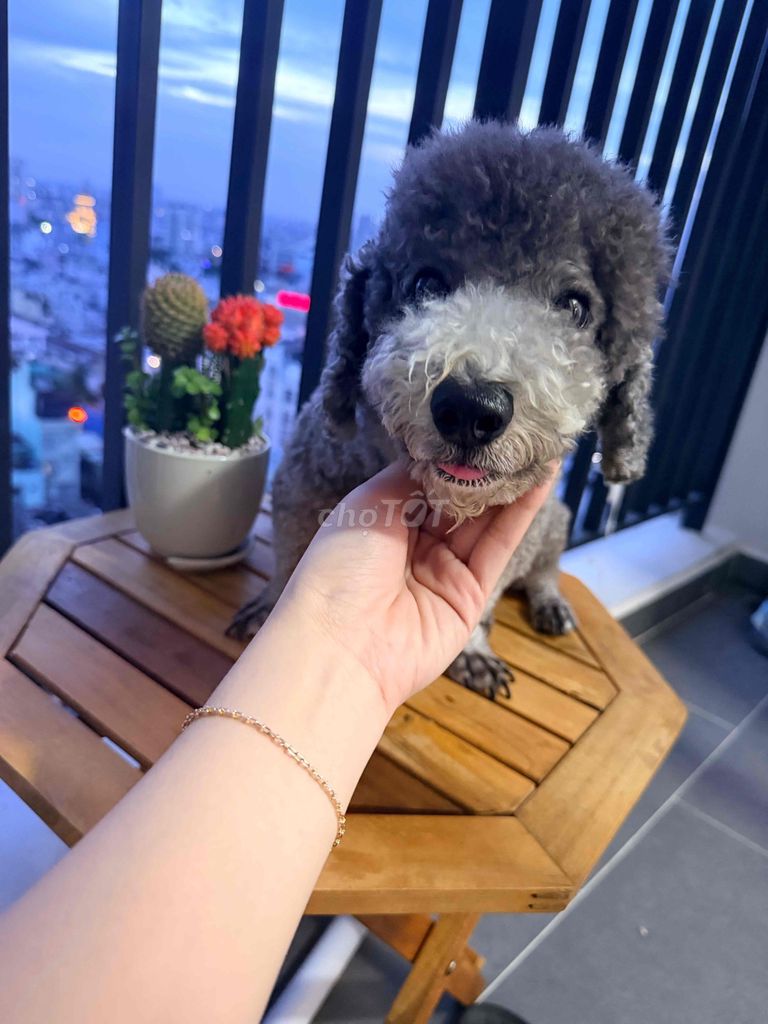 Chó Poodle Tiny Đực Xám 1 tuổi. Mua bán Chó tại Quận 6 Tp Hồ Chí Minh được đăng bởi Ry hình 1
