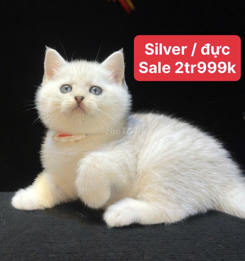 Mèo Silver đực lông mềm mượt. Mua bán Mèo tại Quận Hà Đông Hà Nội được đăng bởi Viet anh Nguyen hình 1