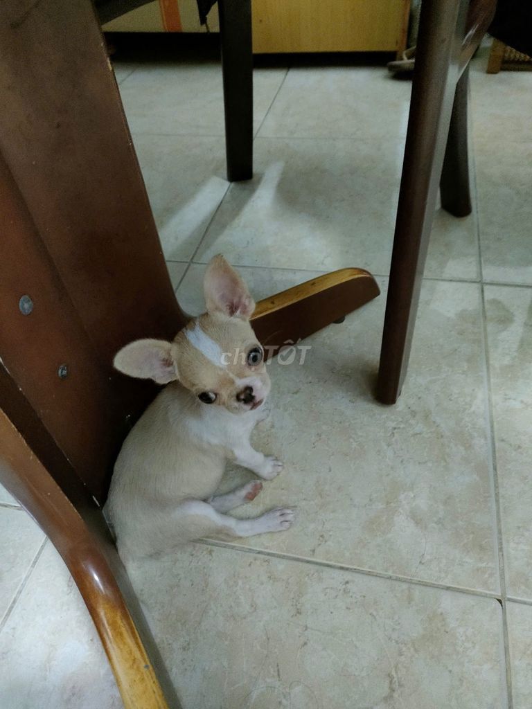 Chó Chihuahua cái trắng kem đã tiêm. Mua bán Chó tại Quận 4 Tp Hồ Chí Minh được đăng bởi Lam Nguyễn hình 1