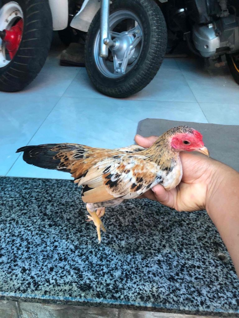 Gà trống màu Nâu Đen Trắng. Mua bán Gà tại Huyện Nhà Bè Tp Hồ Chí Minh được đăng bởi LÊ VĂN GIÀU hình 1