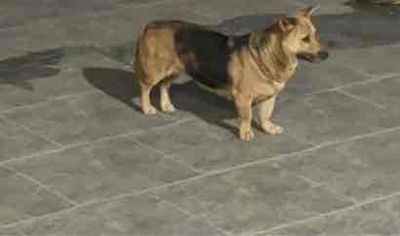 Chó Cỏ lai chân ngắn nâu đen hiền khôn