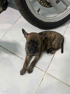 Chó Phú Quốc Vằn Lưỡi đốm đen