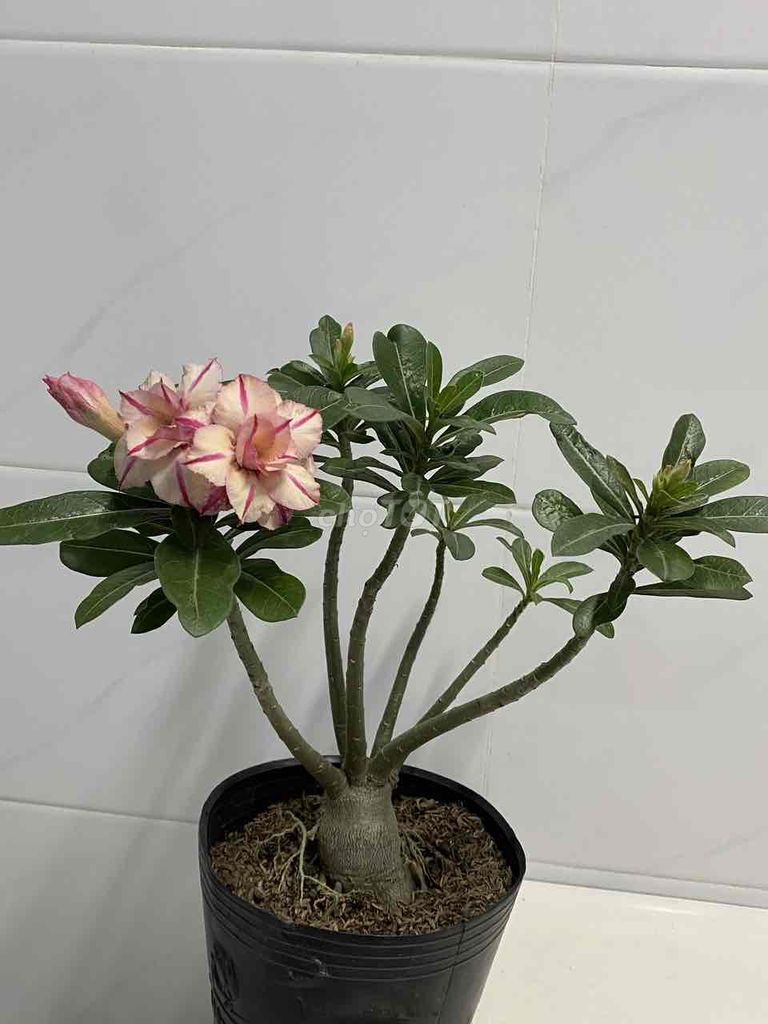 sứ hạt. Mua bán Cây cảnh, đồ trang trí tại Quận 7 Tp Hồ Chí Minh được đăng bởi Nga Trần hình 1