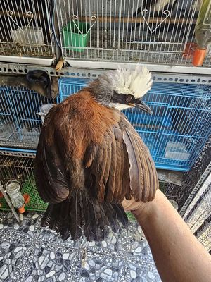 Chim Bồ Chao (Khướu Đầu Bạc). Mua bán Chim tại Thành phố Thủ Dầu Một Bình Dương được đăng bởi Thành Trí