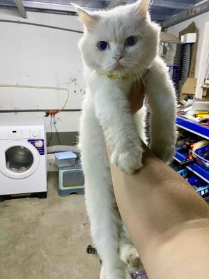 Em cần tìm nhà mới cho bé mèo Anh lông ngắn. Mua bán Mèo tại Huyện Hoài Đức Hà Nội được đăng bởi Thành Đạt