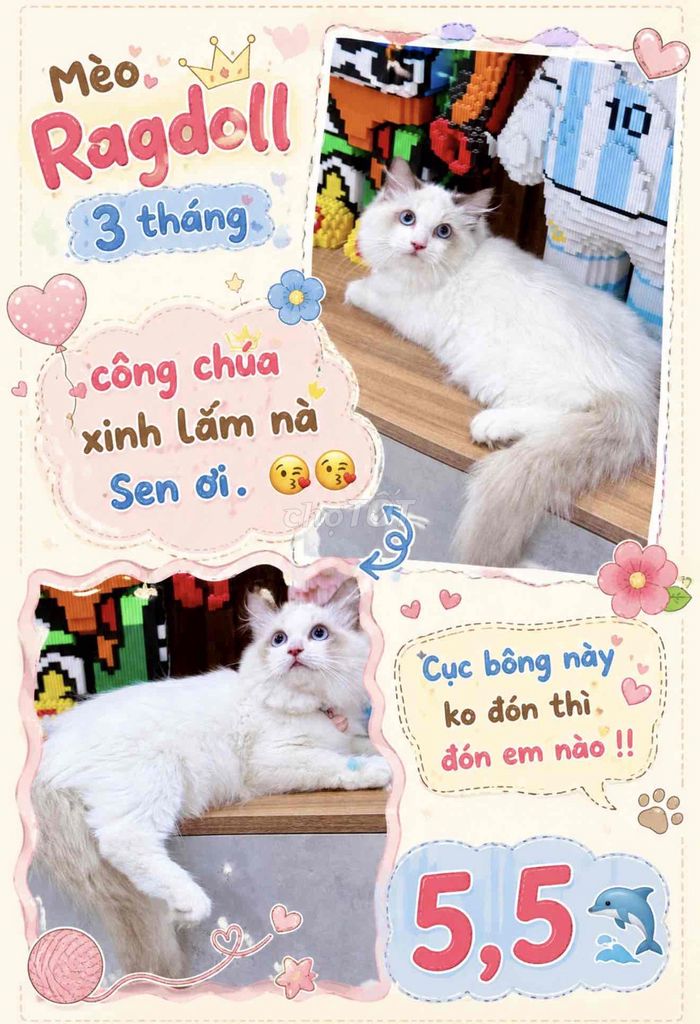 Mèo Ragdoll nhỏ xinh sắn từ 4.5🐬 Bảo hành 7 ngày. Mua bán Mèo tại Quận 3 Tp Hồ Chí Minh được đăng bởi Kim Phương hình 1