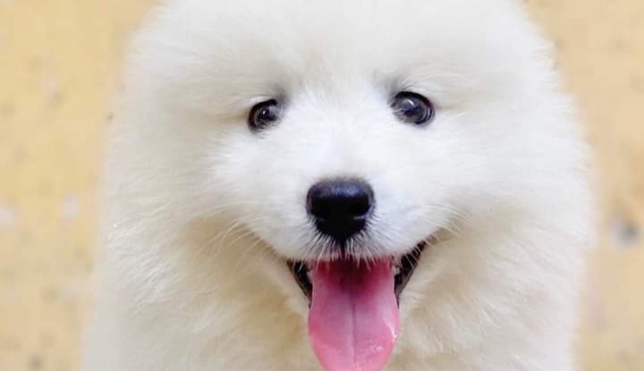 SÀI GÒN PET - Chợ Tốt - Website Mua Bán, Rao Vặt Trực Tuyến Hàng Đầu ...