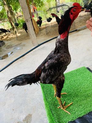 Tơ lên nhiều chia bớt. Mua bán Gà tại Huyện Củ Chi Tp Hồ Chí Minh được đăng bởi Phạm Minh hai