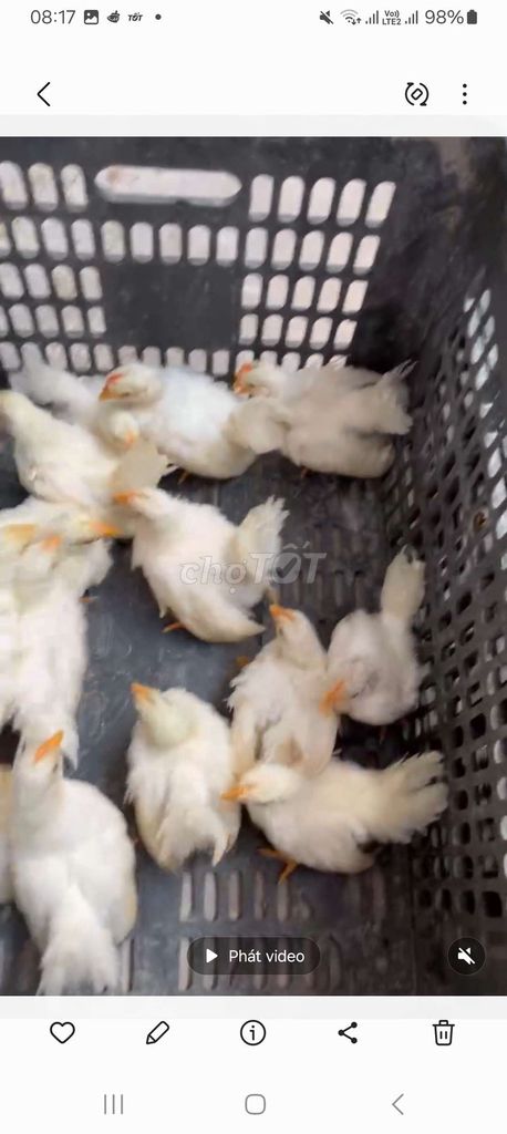 Gà tre tuyết thái Trắng sắp đẻ. Mua bán Gà tại Quận Long Biên Hà Nội được đăng bởi tổng kho gia dụng  hình 1
