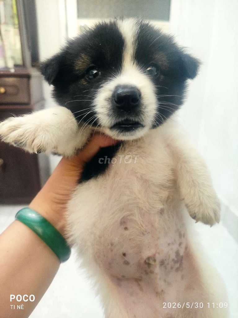 Chó Mông cộc lai Bắc Hà Đực. Mua bán Chó tại Quận 12 Tp Hồ Chí Minh được đăng bởi Đào Phong hình 1
