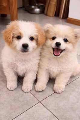 phóc sóc trắng vàng 2th tủi ạ