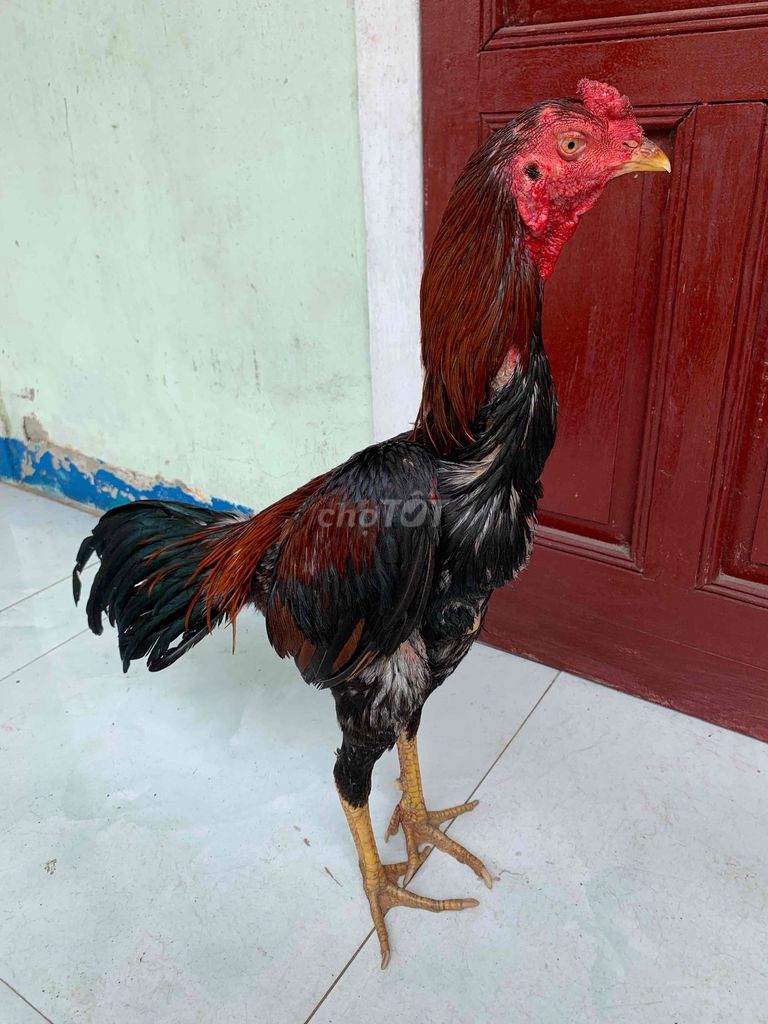 Gà chọi Đực 2.8kg. Mua bán Gà tại Thành phố Quảng Ngãi Quảng Ngãi được đăng bởi Hưng Gà Đòn Quảng Ngãi hình 1