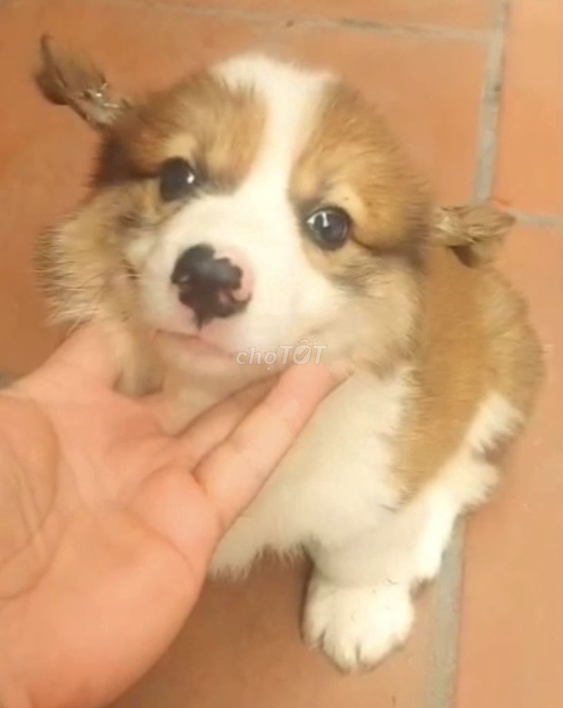 Chó Corgi  vàng trắng . Mua bán Chó tại Quận Thanh Xuân Hà Nội được đăng bởi Nguyễn thi lan huong hình 1