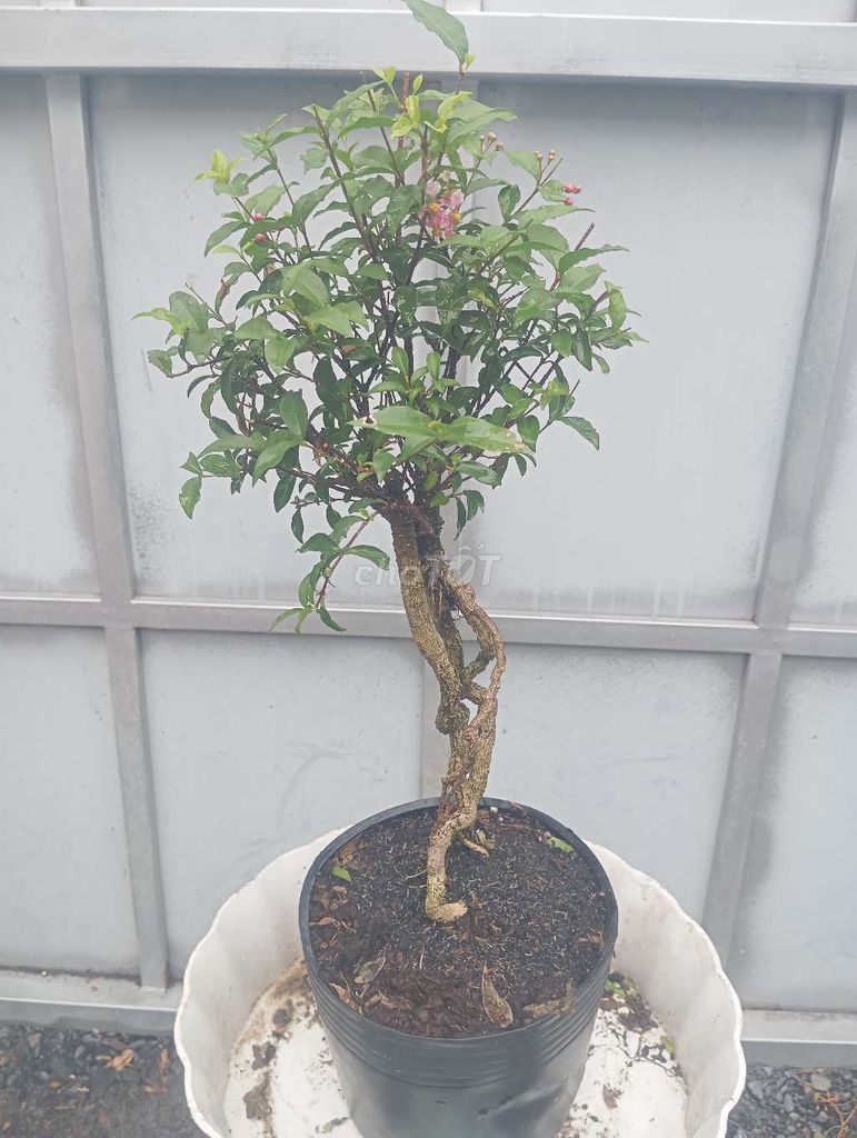 Cây cảnh Hồng Ngọc Mai chân dài xổ rễ. Mua bán Cây cảnh, đồ trang trí tại Huyện Củ Chi Tp Hồ Chí Minh được đăng bởi Cây kiểng giá rẻ LT3 hình 1