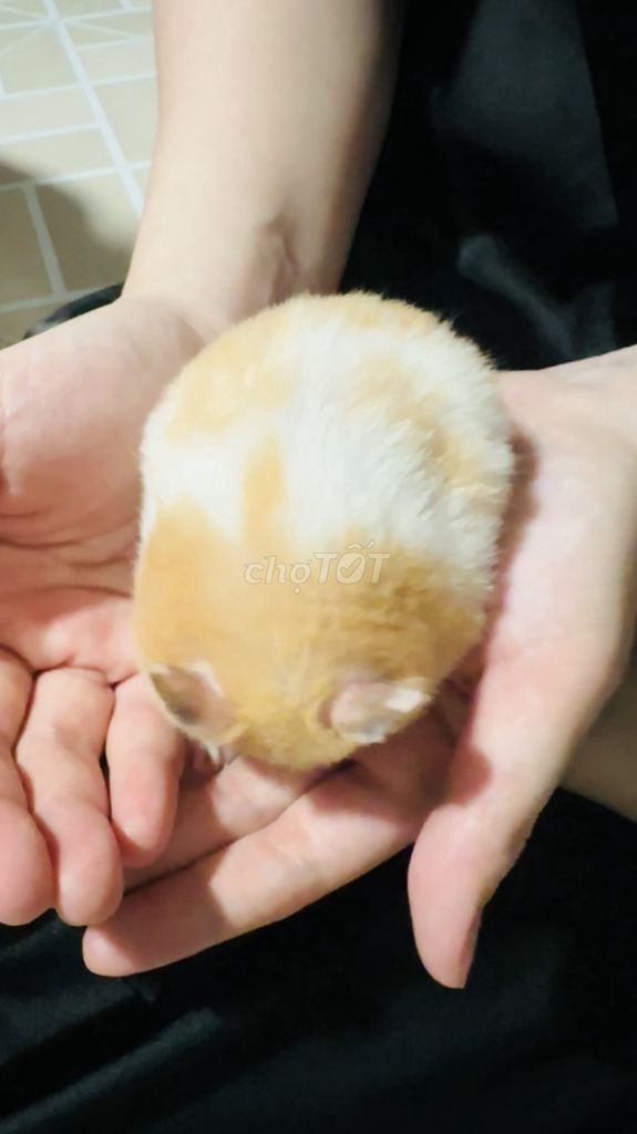 Chuột Hamster Syrian màu Curry. Mua bán Thú cưng khác tại Huyện Bình Chánh Tp Hồ Chí Minh được đăng bởi Thiên Hạ Long hình 1