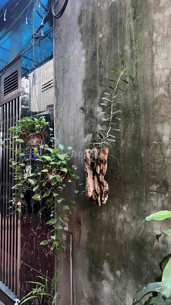 Lan Lũa. Mua bán Cây cảnh, đồ trang trí tại Quận Hoàng Mai Hà Nội được đăng bởi Huy Mắm hình 1