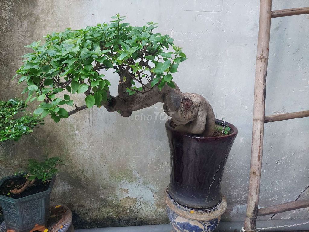 Cây hoa giấy bonsai dáng bay