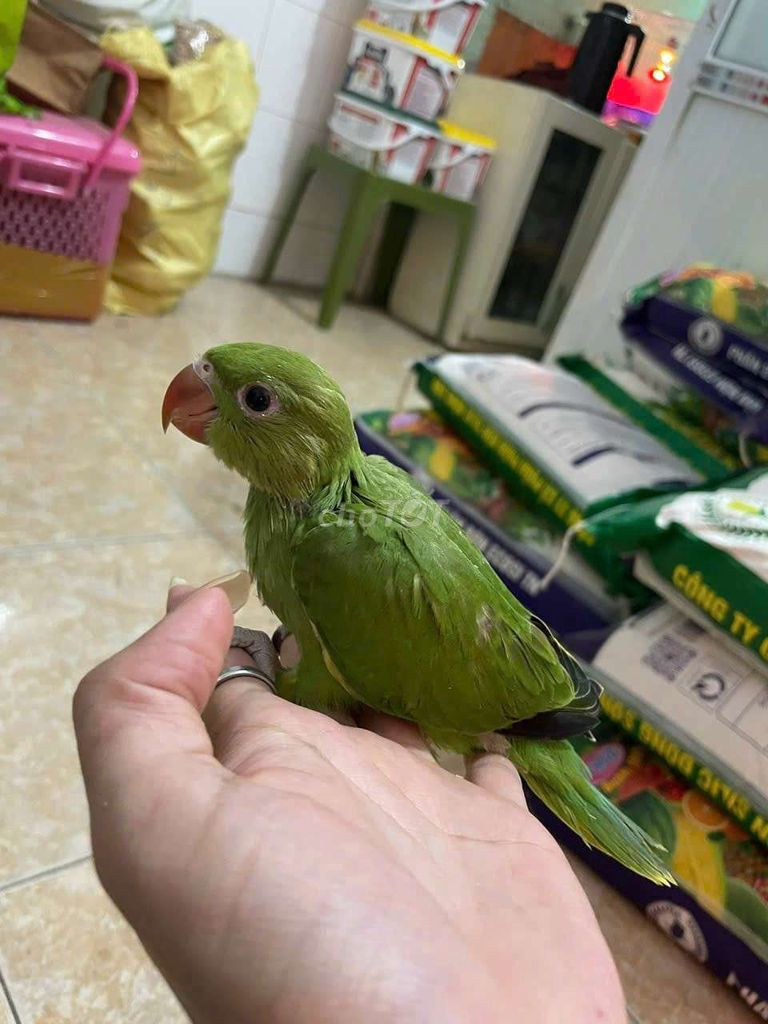 Vẹt Xanh lá Khỏe mạnh ringneck. Mua bán Chim tại Quận Cầu Giấy Hà Nội được đăng bởi Shop chim vẹt  hình 1