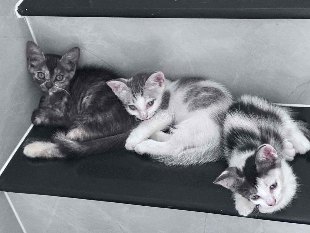 tặng Mèo con lai. Mua bán Mèo tại Quận Tân Bình Tp Hồ Chí Minh được đăng bởi Tiên Tiên hình 1