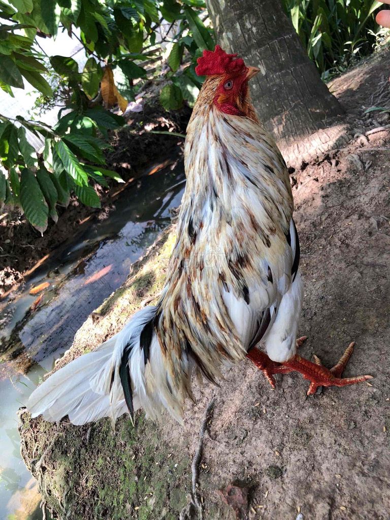Gà chọi 2.86kg Trắng, nâu, đỏ. Mua bán Gà tại Huyện Châu Thành Bến Tre được đăng bởi Minh Tiến hình 1