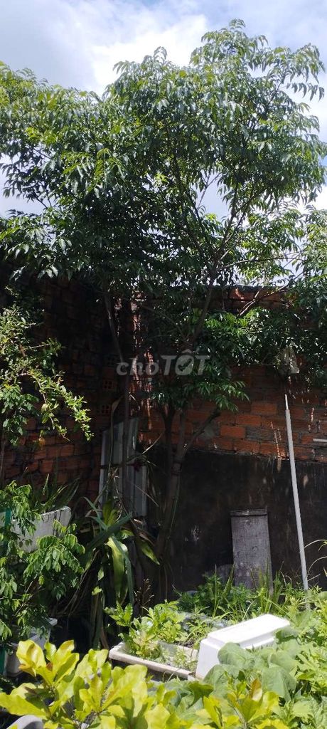 Cây cảnh trang trí nhà cửa thanh lọc không khí. Mua bán Cây cảnh, đồ trang trí tại Huyện Hóc Môn Tp Hồ Chí Minh được đăng bởi Q Tuấn hình 1