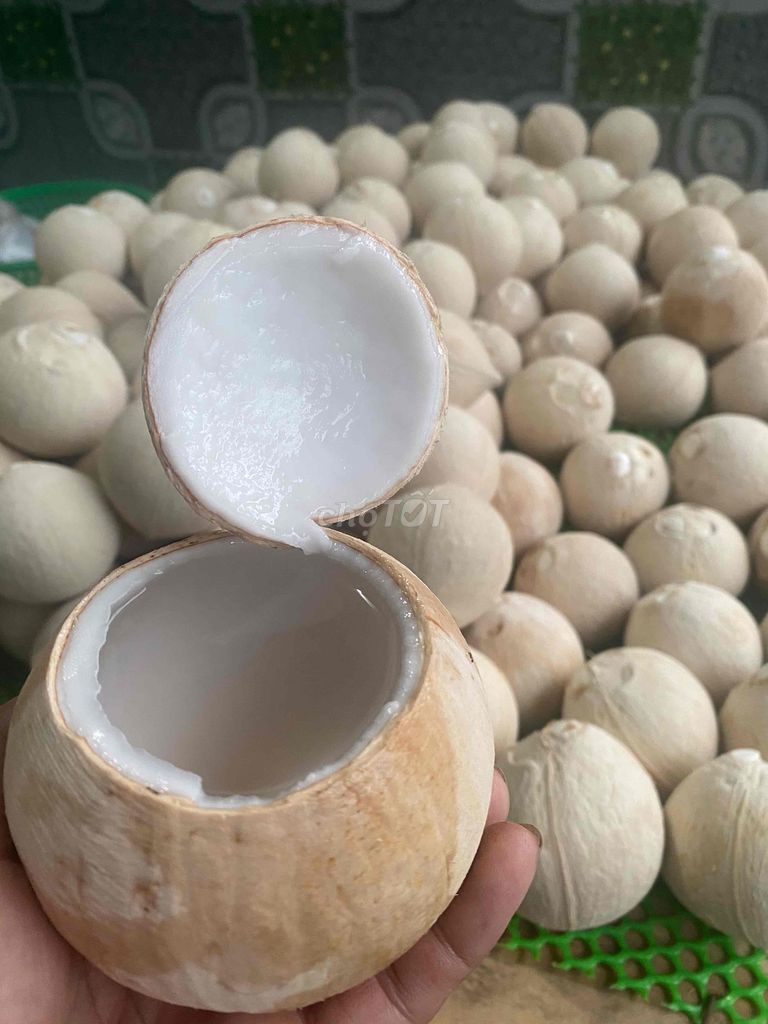 Dừa trọc Bến Tre bao ngọt, bao chất lượng