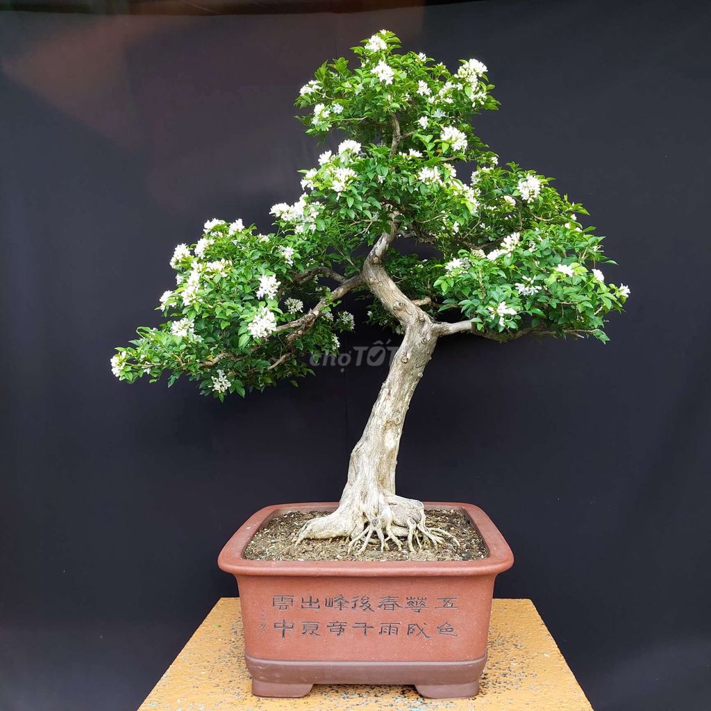 Cây cảnh bonsai Nguyệt quế chữ C 95cm. Mua bán Cây cảnh, đồ trang trí tại Quận Hai Bà Trưng Hà Nội được đăng bởi Trần Xuân Dương hình 1